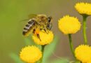como espantar abelhas de casa