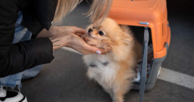 Seguro viagem para pet