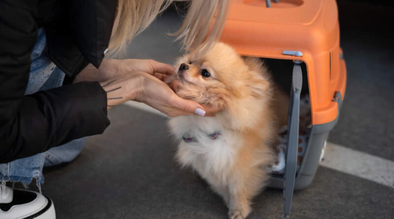 Seguro viagem para pet