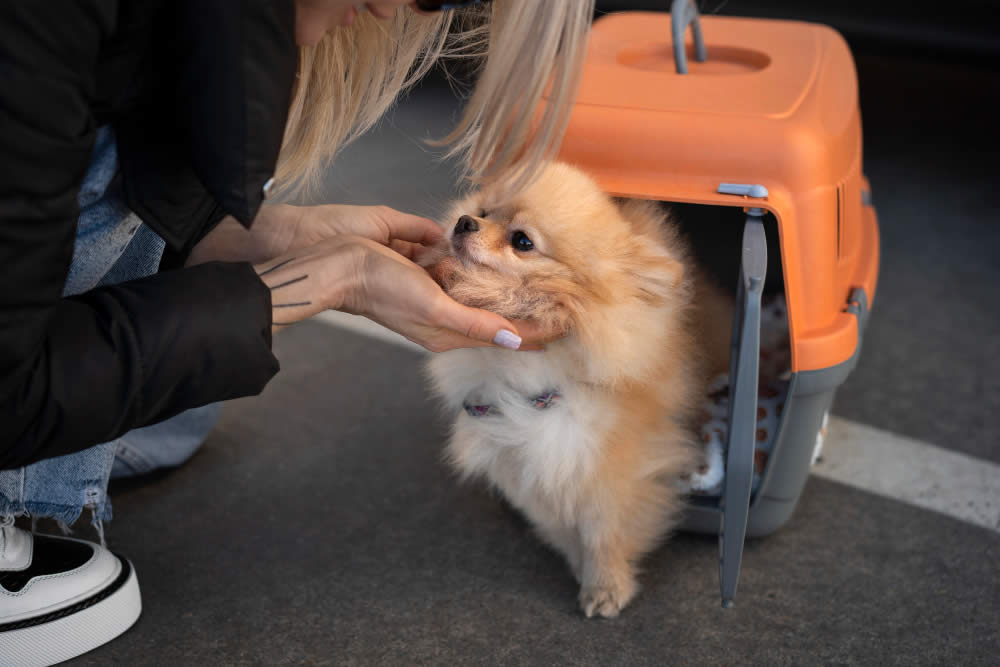 Seguro viagem para pet